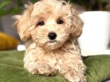 MALTİPOO CİNSİ YAVRULAR EV ÜRETİMİ 