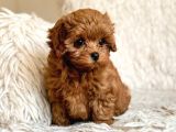 TOY POODLE SEVİMLİ YAVRULAR EV ÜRETİMİ 
