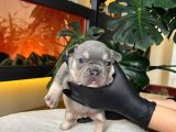 RENGARENK FRENCH BULLDOG YAVRULARIM REZERVEYE AÇIK