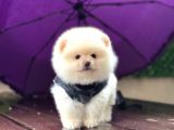 POMERRİAN BOO SEVİMLİ YAVRULAR 
