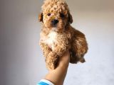MALTİPOO CİNSİ YAVRULAR EV ÜRETİMİ 