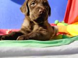 KAHVERENGİ MÜTHİŞ GÜZELLİKTE LABRADOR YAVRULAR