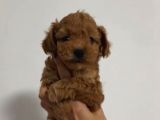 TOY POODLE SEVİMLİ YAVRULAR EV ÜRETİMİ 