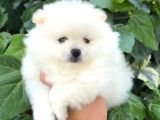 POMERRİAN BOO SEVİMLİ YAVRULAR 