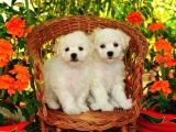 KAR BEYAZ MALTESE TERRİER CİNSLERİ 
