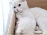 YUVA ARIYAN UYSAL CİNS KEDİ