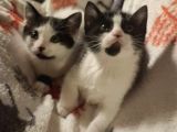 Top sakallı ballı Lokma tatlısı Tuxedo kızlar 