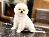 POMERRİAN BOO SEVİMLİ YAVRULAR 