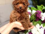 TOY POODLE SEVİMLİ YAVRULAR EV ÜRETİMİ 