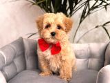 MALTİPOO CİNSİ YAVRULAR EV ÜRETİMİ 