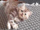 70 günlük yavru british longhair