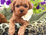TOY POODLE SEVİMLİ YAVRULAR EV ÜRETİMİ 