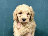 MALTİPOO CİNSİ YAVRULAR EV ÜRETİMİ 