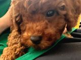 2.5 AYLIK TOY POODLE - ERKEK