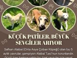 ŞAMPİYON LEO'NUN TORUNLARI YUVALARINI ARIYOR