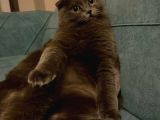 British scottish karma kedi sahiplendirme