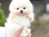 POMERRİAN BOO SEVİMLİ YAVRULAR 