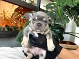 RENGARENK FRENCH BULLDOG YAVRULARIM EGZOTİK