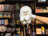 POMERRİAN BOO SEVİMLİ YAVRULAR 