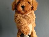 Veteriner teknikerinden ırk ve sağlık garantili Toy Poodle 