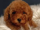 Veteriner teknikerinden ırk ve sağlık garantili Toy Poodle 