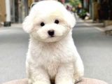MALTESE TERRİER CİNSİ YAVRULAR 