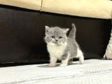 British Longhair ve Shorthair Yavrular