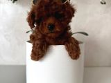 TOY POODLE SEVİMLİ YAVRULAR EV ÜRETİMİ 