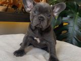 RENGARENK FRENCH BULLDOG YAVRULARIM EGZOTİK