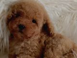 Veteriner teknikerinden ırk ve sağlık garantili Toy Poodle 