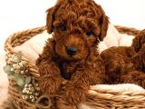 ZEKA KÜPÜ SEVGİ DOLU VE ÇOK EĞLENCELİ TOY POODLE