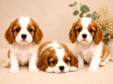 safkan cavalier king charles bebekler