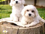 MALTESE BEBEKLER