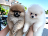 Safkan Pomeranian Boo Yavrularımız Yeni Yuvalarını Arıyor 