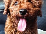 Düğme Burun Toy Poodle