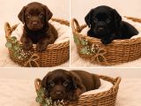 SAFKAN LABRADOR RETRİEVER YAVRULARIMIZ