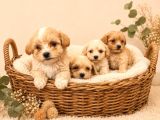 SEVGİ DOLU MALTİPOO YAVRULAR
