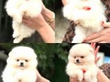 POMERRİAN BOO SEVİMLİ YAVRULAR 