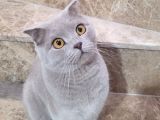 MOMO YENİ YUVASINI ARIYOR