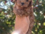 Orjinal Maltipoo yavrusu 