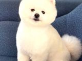 POMERRİAN BOO SEVİMLİ YAVRULAR 