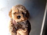 Yavru maltipoo
