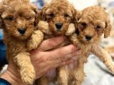 Great Poodle puppies are waiting for you!
