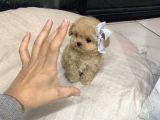 TOYPOODLE BEBİŞLERİM
