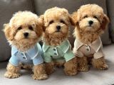 MALTİPOO CİNSİ YAVRULAR EV ÜRETİMİ 