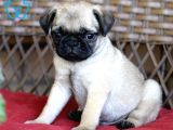 PUG MOPS YAVRULAR EV ÜRETİMİ 