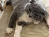 Scottish kırma kedi 
