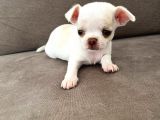 Yavru erkek Chihuahua (şivava)