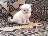 Erkek British Shorthair Red Point