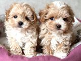 MALTİPOO CİNSİ YAVRULAR EV ÜRETİMİ 